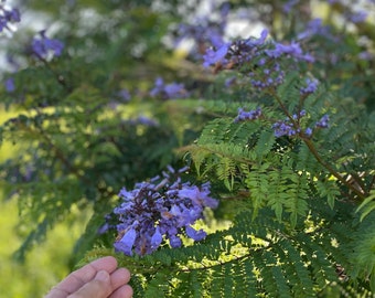 Jacaranda Seeds/Jacaranda mimosifolia/Maui Seeds/Tree Seeds/Bonsai/Ornamental landscaping/Hawaii Trees/Jacaranda Tree Seed/Shade Tree/Hawaii