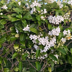 Stephanotis/Stephanotis SEEDS/Madagascar Jasmine/Maui Seeds Flowering vine/Seeds /Hawaiian Wedding flower/Houseplant Seeds/Lei Flower image 4