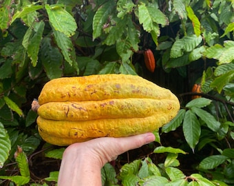 CACAO/Chocolate/ Maui Seeds/Theobroma cacao/Chocolate SEEDS/Easy to Grow/Hawaii Fruit/Fruit Seeds/Hawaii Fruit Seeds/Maui Seeds/Shade Tree