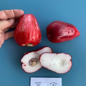 Mountain Apple Seed /Syzygium malaccense/ Maui grown Mountain Apple/Maui Seeds/Home Garden/Home Gardening/Rare Fruit Seed