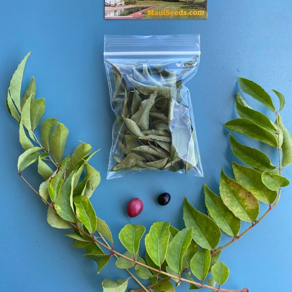 DRIED CURRY LEAVES/Curry/Murraya koenigii/Dried Leaves for Cooking/Maui Grown/Dried Curry/Curry for Cooking/Leaves/Curry/Spice