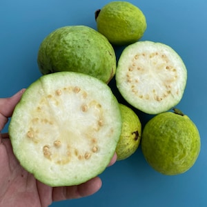 White Guava/Psidium guajava/Seeds/Maui Seeds/Fruit Seeds/Tropical Fruit/Home Garden/Hawaii Fruit/Guava Seeds/Easy to Grow/Edible Landscape