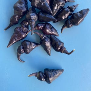 Brazil Pepper Seeds/SEEDS/10 Pepper SEEDS/Container Gardening/Home Garden/Maui Seeds/Vegetable Seeds/Maui Grown Seeds