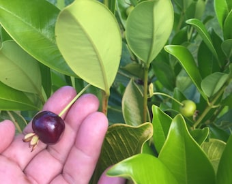 Grumichama SEEDS/Brazilian Cherry/Eugenia brasiliensis/Maui Seeds/Fruit Seeds/Brazilian Cherry/Seeds for Planting/Home Garden/Tropical Fruit