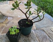 Jade Plant 2 Types Crassula ovata Portulacaria afra Live Plants Houseplants Easy to Grow Bonsai 39 Money Plant 39 Maui Rooted Cuttings Gift Set