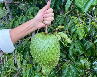 Soursop SEEDS/Annona muricata/Graviola/Maui Seeds/Fresh Maui Grown Seeds/Tropical Fruit/Hawaii Fruit Seed/Maui grown/Health Tea/Herbal Tea