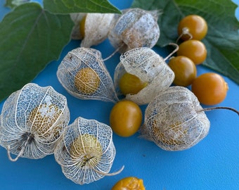 Poha Berry/Physalis peruviana/Cape Gooseberry/Maui Seeds/Fruit Seeds/Hawaii Fruit/Hawaii Fruit Seeds/Container Gardening/Hawaii Fruit Seeds