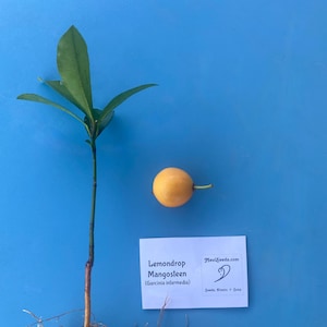 Lemon Drop Mangosteen/4&quot; Seedling TREE/Live Seedling/Rare Fruit/Grow Your Own/Home Garden/Container Garden/Container Gardening/Exotic Fruit