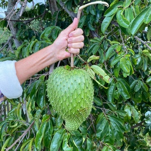 Soursop SEEDS/Annona muricata/Graviola/Maui Seeds/Fresh Maui Grown Seeds/Tropical Fruit/Hawaii Fruit Seed/Maui grown/Health Tea/Herbal Tea