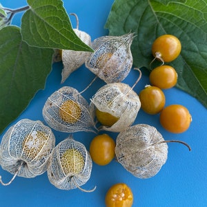 Poha Berry/Physalis peruviana/Cape Gooseberry/Maui Seeds/Fruit Seeds/Hawaii Fruit/Hawaii Fruit Seeds/Container Gardening/Hawaii Fruit Seeds image 3