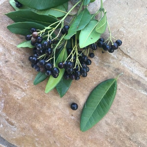Allspice SEEDS/Pimenta dioica/TEN (10) SEEDS/Maui Seeds/Edible Landscaping/Fragrant Leaves/Spice Tree/Easy to Grow Seeds/Home Garden