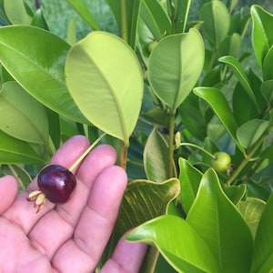 Grumichama SEEDS/Brazilian Cherry/Eugenia brasiliensis/Maui Seeds/Fruit Seeds/Brazilian Cherry/Seeds for Planting/Home Garden/Tropical Fruit