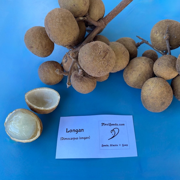 SEMILLAS Longan/Dimocarpus longan/Semillas Maui