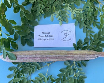 Moringa SEEDS/Moringa oleifera/Seeds/Maui Seeds/Tree Seeds/Seeds For Planting/Easy to Grow/'Tree of Life'/'Miracle Tree'/'Drumstick Tree'