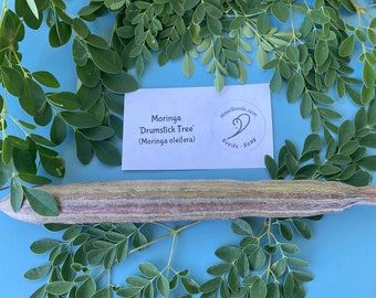 Moringa/Moringa oleifera/Maui Seeds/'Tree of Life'/'Miracle Tree'/'Drumstick Tree'