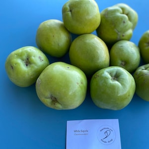White Sapote Seed/ONE (1) Seed/Maui Seeds/Casimiroa edulis/Fruit Seed/Grow Your Own Fruit/Home Garden/Home Garden