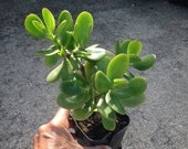Jade Plant Crassula ovata 6 quot live Plant Rooted cutting Easy to grow plant Bonsai Container Garden Container Succulent Low Maintenance