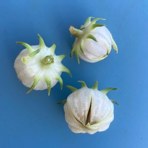 White Hibiscus sabdariffa/White Roselle/SEEDS/Herb Seeds/Herbal Tea/Seeds for Planting/Maui Seeds/Herbal Tea/Edible Plants/Chef's Garden