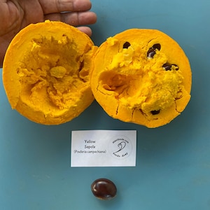 Yellow Sapote/Eggfruit/Pouteria campechiana/ONE (1) SEED/Canistel/Maui Seeds/Maui fruit/Hawaii/Fruit Tree/Seed for Planting/Home Garden