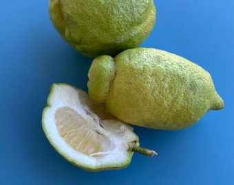 Kaffir Lime SEEDS/ Citrus hystrix DC/Maui Seeds/Chef's Garden/Home Garden/Fruit Seeds/Rare Fruit Seeds/Edible Landscape