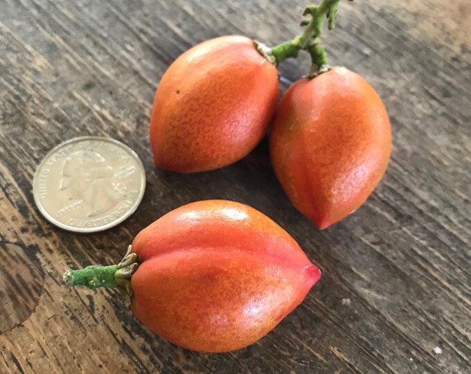 Peanut Butter Fruit/seeds/ Peanut Butter Fruit SEEDS/ Etsy