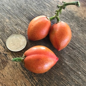 May include: Three orange-red fruits with green stems on a brown wooden surface. A silver US quarter is in the background for size comparison.