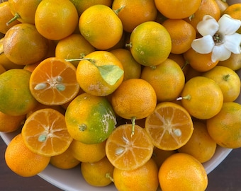 Calamansi Lime Seeds/Citrus Microcarpa/Maui Seeds