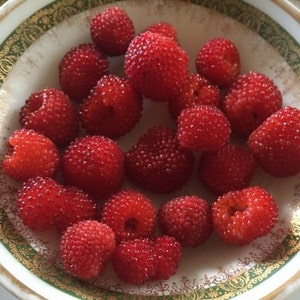 Thimbleberry/Rubus Parviflorus/Maui SEEDS/ RARE fruit/Fruit Seeds/Seeds for Planting