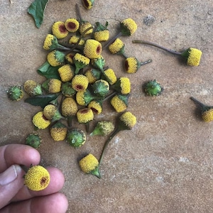 Spilanthes/25 SEEDS/&#39;Toothache Plant&#39;/&#39;Eye Ball Plant&#39;/Acmella oleracea/Maui Seeds/Herb Seeds/Buzz Buttons/Herb Garden/Container Garden