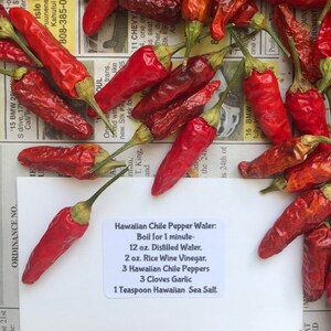 Hawaiian Chili Pepper/SEEDS/Capsicum fruitescens afbeelding 3