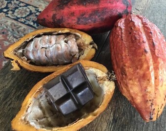 CACAO/Chocolate/ Maui Seeds/Theobroma cacao/Chocolate SEEDS/Easy to Grow/Hawaii Fruit/Fruit Seeds/Hawaii Fruit Seeds/Maui Seeds/Shade Tree