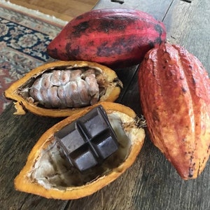 CACAO/Chocolate/ Maui Seeds/Theobroma cacao/Chocolate SEEDS/Easy to Grow/Hawaii Fruit/Fruit Seeds/Hawaii Fruit Seeds/Maui Seeds/Shade Tree