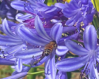 Blue Agapanthus/Lily of the Nile/SEEDS/Maui Seeds/Ornamental Plant/Container Gardening/Easy to Grow/Flower Seeds/Cut Flower/Landscape Plant