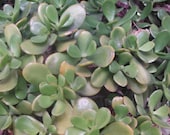 Jade Plant (Crassula ovata) one 6 quot live Plant-organcially grown in Haiku, Maui, Hawaii-Easy to grow house plant