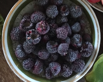 Kula Black Raspberry/Raspberry Seeds/Black Raspberry Seeds/Organic Seeds/Maui Fruit Seeds/Maui Seeds/Organic Fruit/Seeds