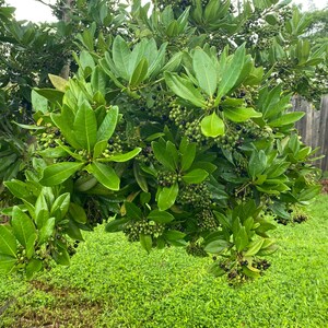 May include: A dense shrub featuring glossy, dark green, oval-shaped leaves arranged in clusters. The plant is heavily laden with numerous small, round berries that transition in color from light green to deep purple and black, hanging in thick bunches.