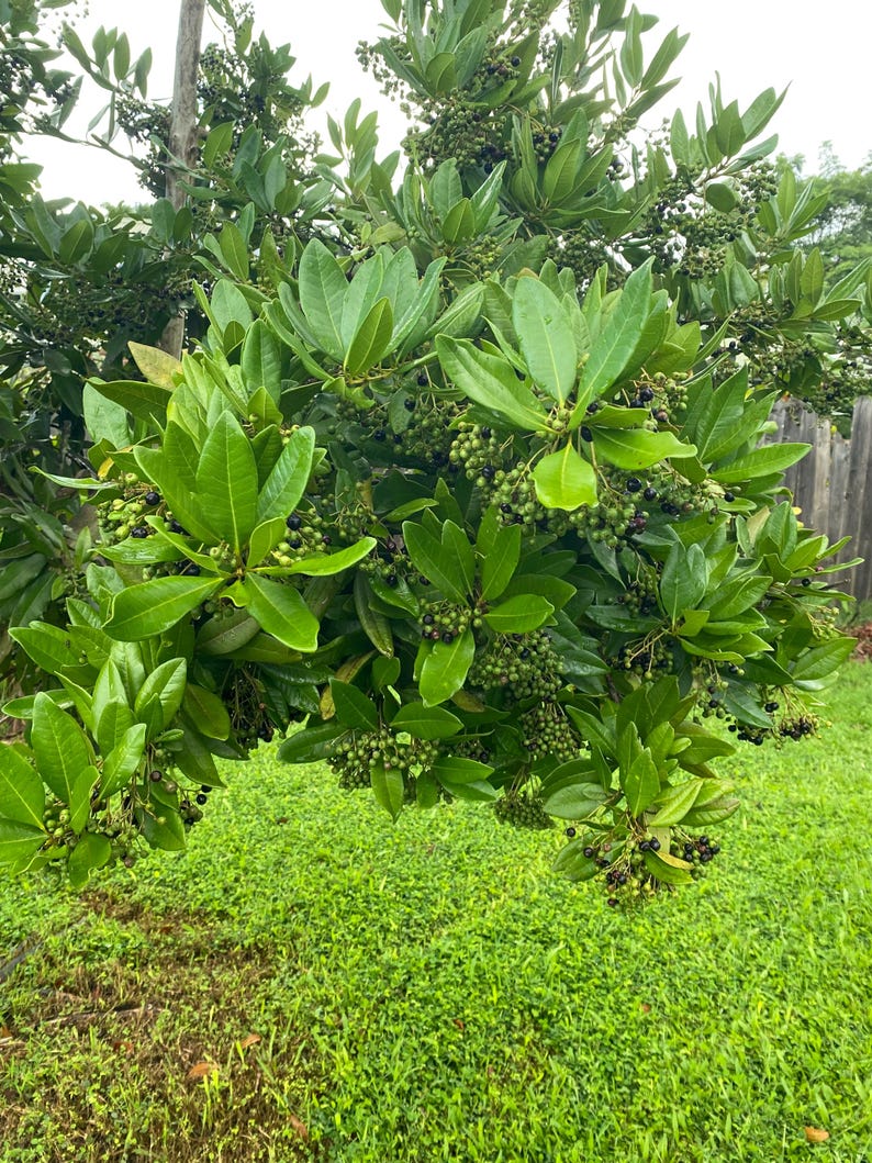 May include: A dense shrub featuring glossy, dark green, oval-shaped leaves arranged in clusters. The plant is heavily laden with numerous small, round berries that transition in color from light green to deep purple and black, hanging in thick bunches.