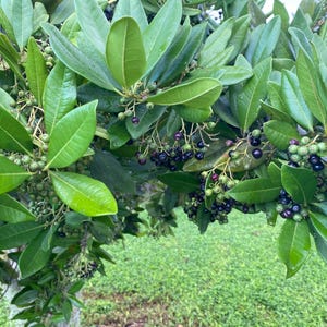 May include: A dense evergreen shrub featuring glossy, dark green, lance-shaped leaves arranged in clusters. The branches are laden with numerous small, round berries that transition in color from light green to deep purple and black as they ripen.