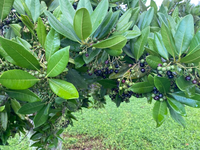 May include: A dense evergreen shrub featuring glossy, dark green, lance-shaped leaves arranged in clusters. The branches are laden with numerous small, round berries that transition in color from light green to deep purple and black as they ripen.