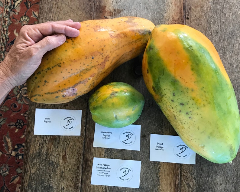 Google scholar picture