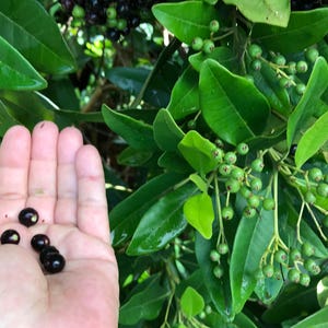 May include: A cluster of small, round, dark purple berries resting in an open palm, positioned next to a leafy green shrub featuring numerous small, unripe green berries growing in dense bunches on thin, light-colored stems among foliage.