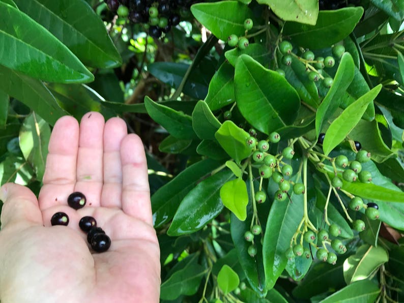May include: A cluster of small, round, dark purple berries resting in an open palm, positioned next to a leafy green shrub featuring numerous small, unripe green berries growing in dense bunches on thin, light-colored stems among foliage.