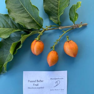 Pu&ograve; includere: Un ramo con foglie verde scuro e tre frutti di burro di arachidi arancioni di forma ovale. Sotto il ramo c'&egrave; un cartoncino rettangolare bianco con il testo: Peanut Butter Fruit (Bunchosia argentea), MauiSeeds.com e Seeds, Plants + Soap.