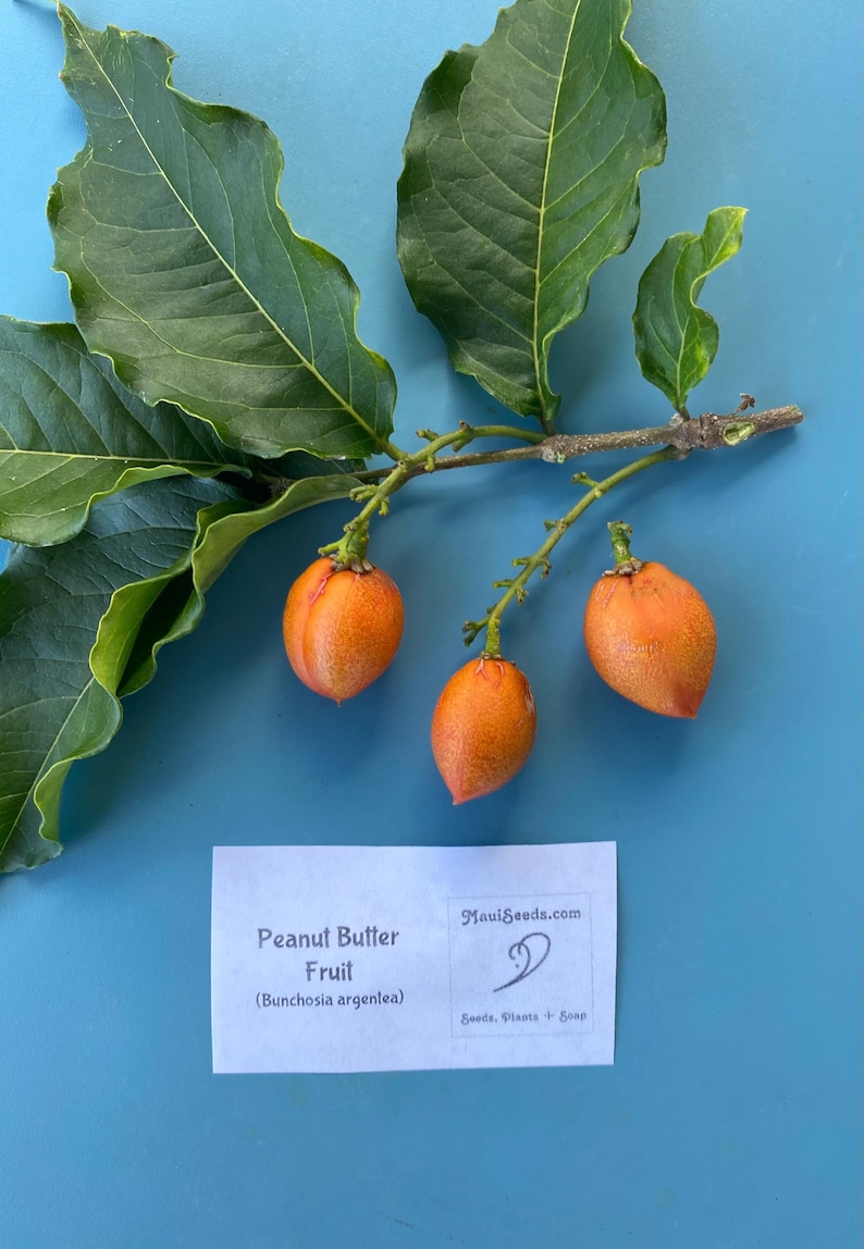 Pu&ograve; includere: Un ramo con foglie verde scuro e tre frutti di burro di arachidi arancioni di forma ovale. Sotto il ramo c'&egrave; un cartoncino rettangolare bianco con il testo: Peanut Butter Fruit (Bunchosia argentea), MauiSeeds.com e Seeds, Plants + Soap.