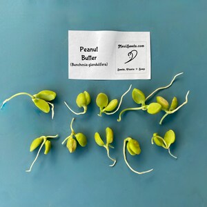 Pu&ograve; includere: Dieci semi germogliati di frutto burro di arachidi, Bunchosia glandulifera, con cotiledoni verde chiaro e radici bianche. Un'etichetta rettangolare bianca sopra riporta la scritta Peanut Butter (Bunchosia glandulifera) e il testo MauiSeeds.com.