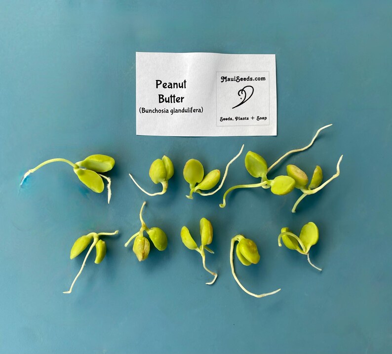 Pu&ograve; includere: Dieci semi germogliati di frutto burro di arachidi, Bunchosia glandulifera, con cotiledoni verde chiaro e radici bianche. Un'etichetta rettangolare bianca sopra riporta la scritta Peanut Butter (Bunchosia glandulifera) e il testo MauiSeeds.com.