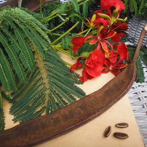 Flamboyant Tree Seeds/Delonix regia/SEEDS/Maui Seeds/Royal Poinciana/Tree Seeds/Ornamental Tree Seeds/Home Garden/Flowering Tree