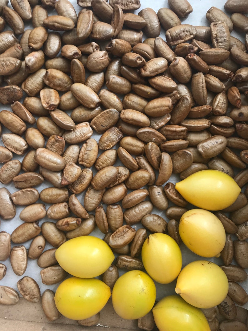 Ylang Ylang Vine Seed/artabotrys Hexapetalus/maui Etsy