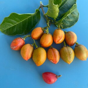 May include: A cluster of small, orange-red fruits with green leaves on a blue background.