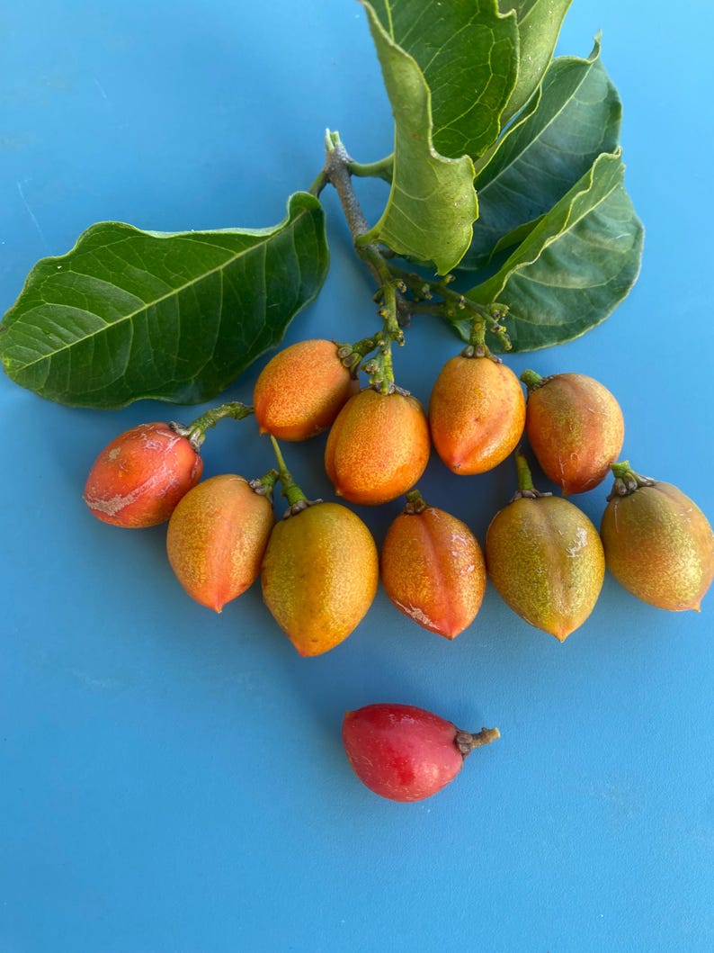 May include: A cluster of small, orange-red fruits with green leaves on a blue background.